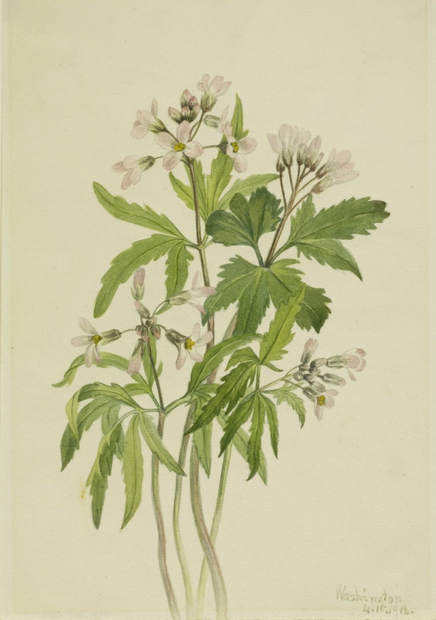 Dentária cortada (Dentaria laciniata) de Mary Vaux Walcott