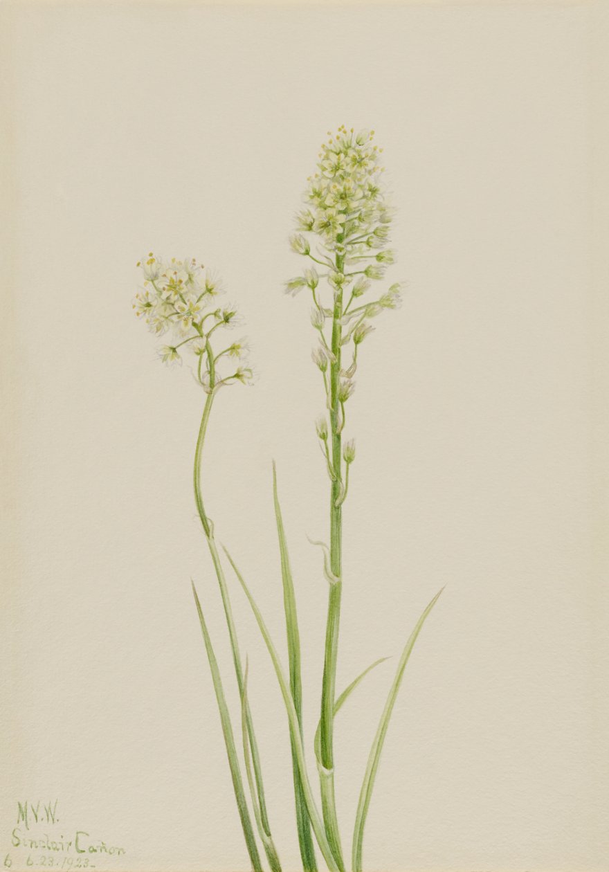 Cama da morte (Zygadenus venenosus) de Mary Vaux Walcott
