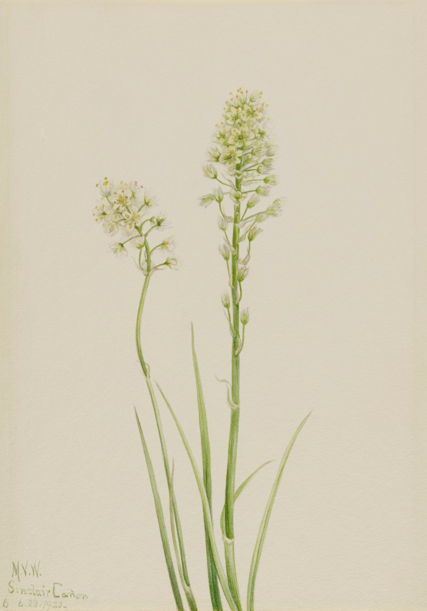 Morte de Camas Zygadenus venenosus, 1923. de Mary Vaux Walcott