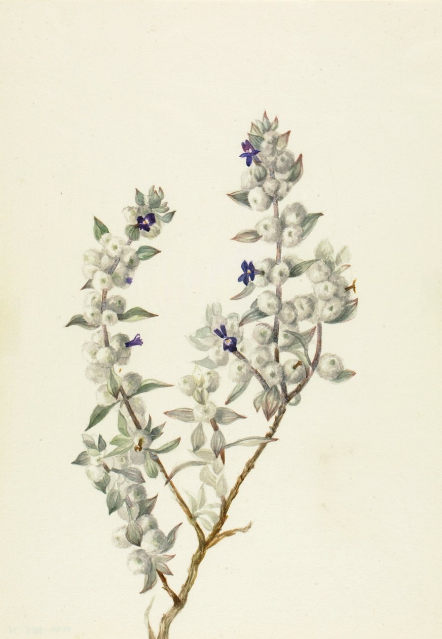 Death Valley Sage Salvia funerea, ca. início da década de 1930. de Mary Vaux Walcott
