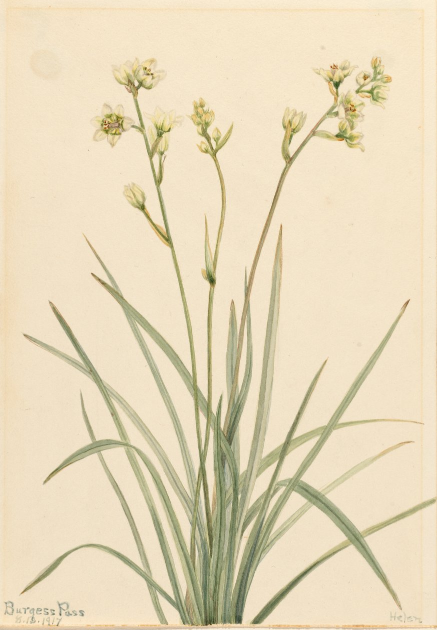 Deathcamas Zygadenus elegans, 1917. de Mary Vaux Walcott