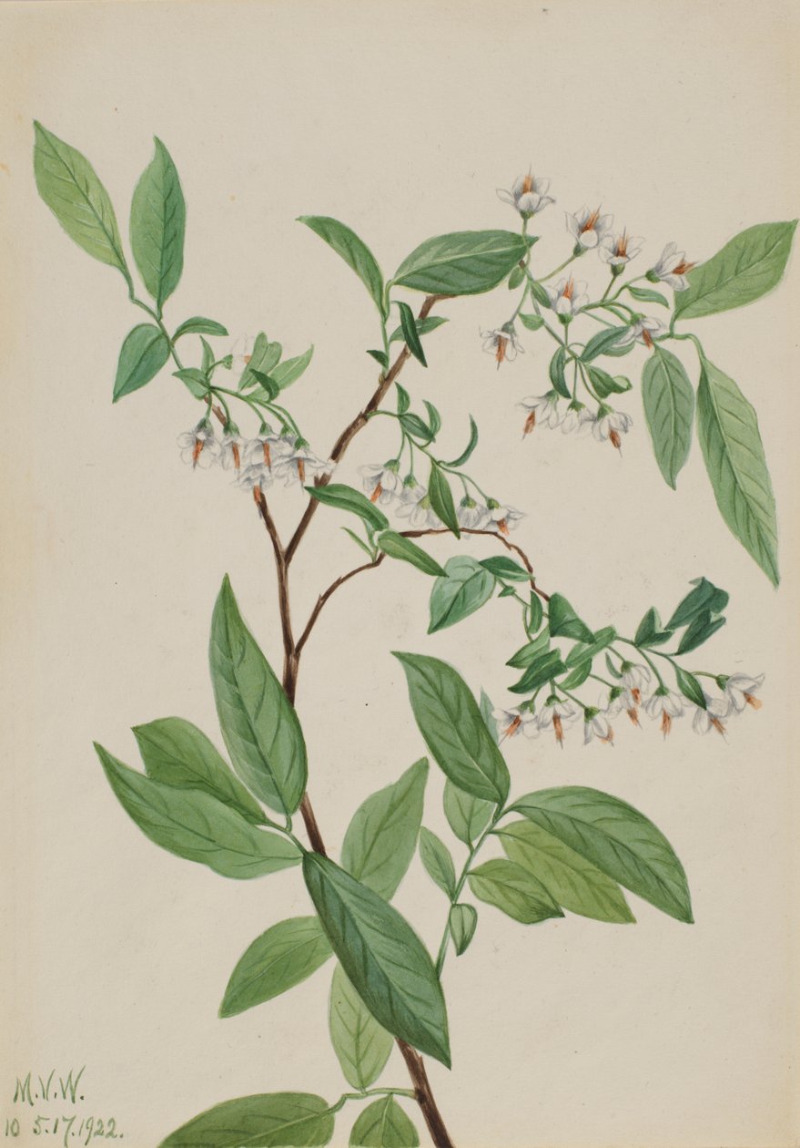 Deerberry Polycodium stamineum, 1922. de Mary Vaux Walcott