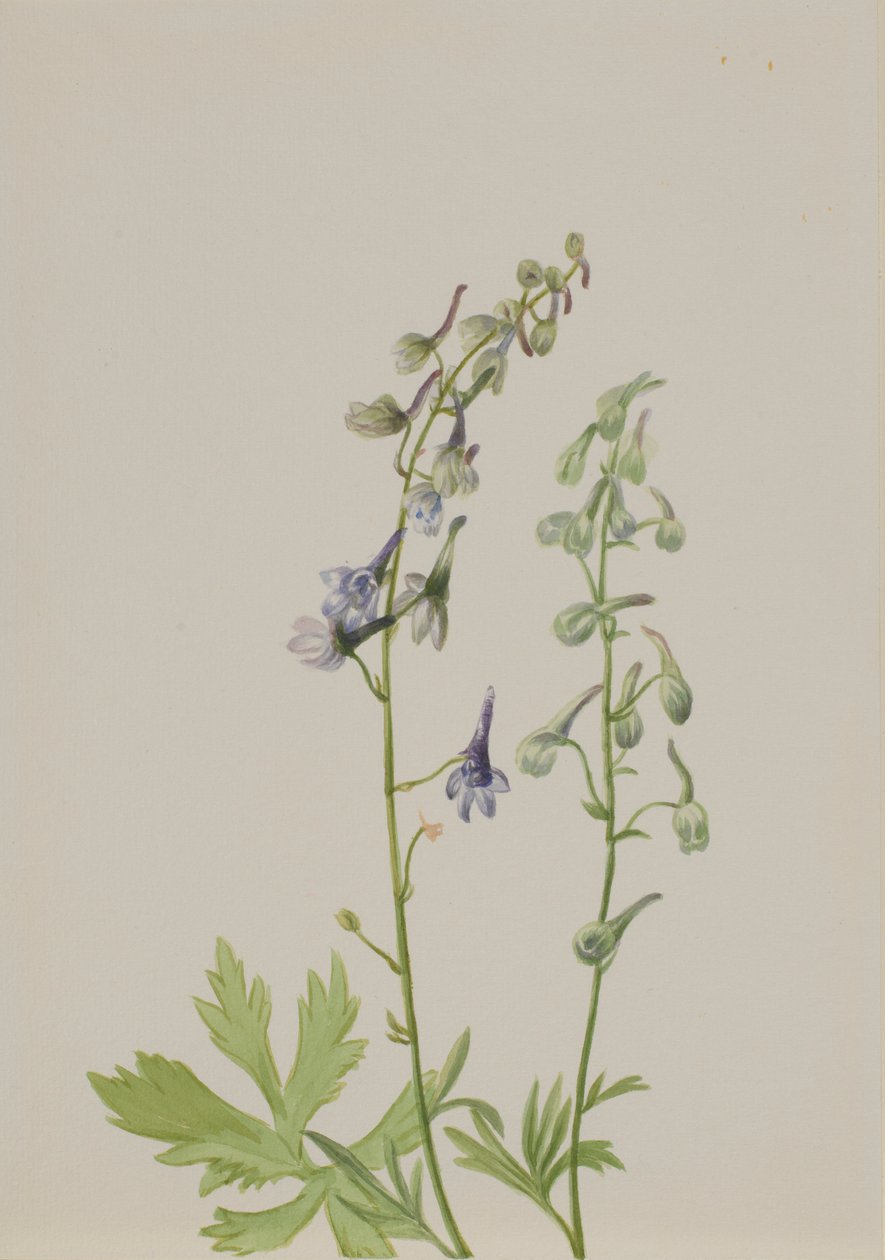 Delphinium (Delphinium scopulorum) de Mary Vaux Walcott