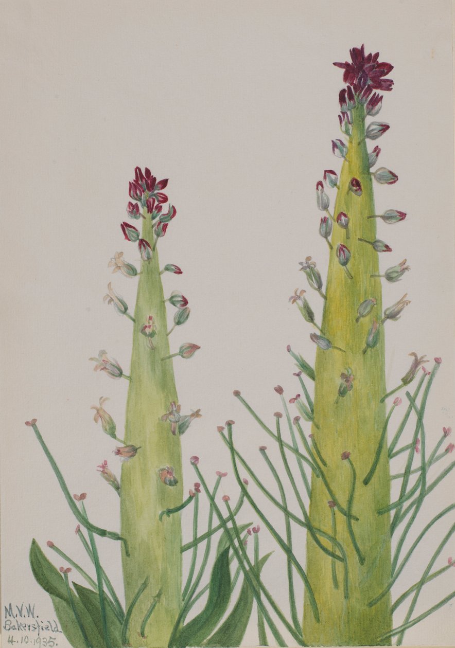Vela do deserto (Caulanthus inflatus) de Mary Vaux Walcott