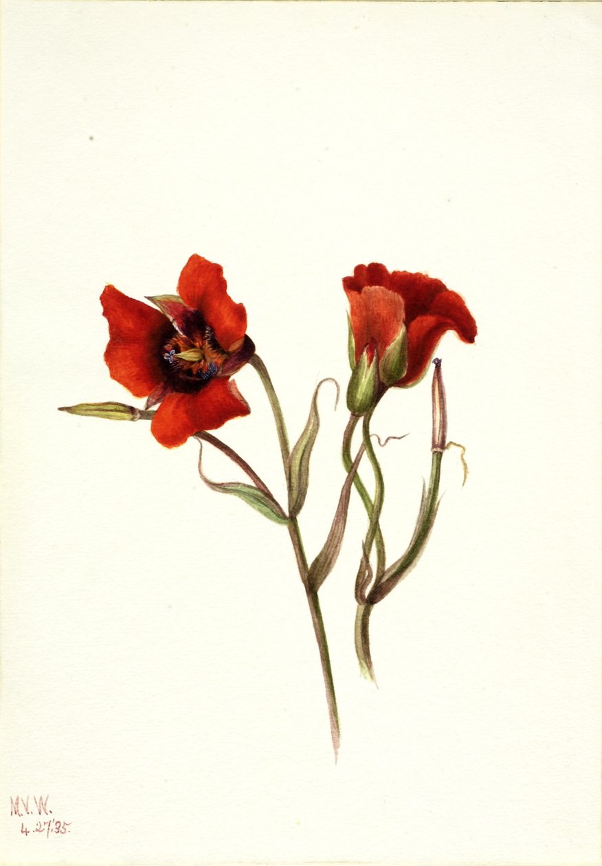 Mariposa do deserto (Calochortus kennedyi) de Mary Vaux Walcott