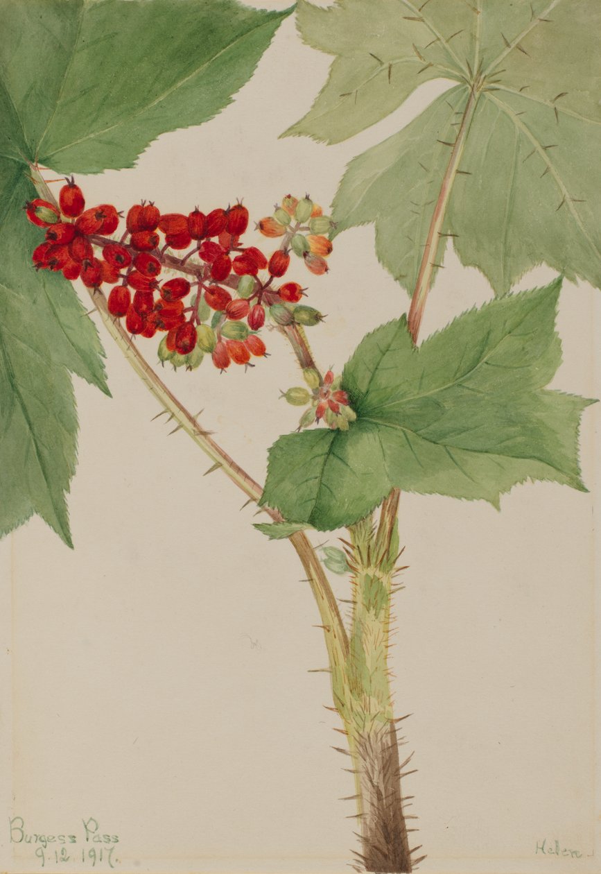 Devilsclub Echinopanax horridum, 1917. de Mary Vaux Walcott