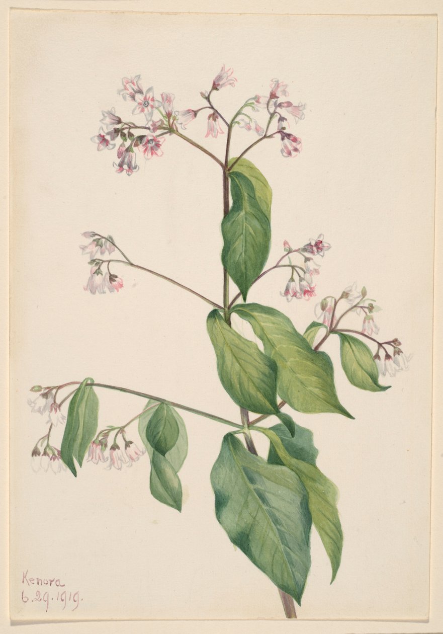 Canela-da-terra (Apocyum androsaemfolium) de Mary Vaux Walcott