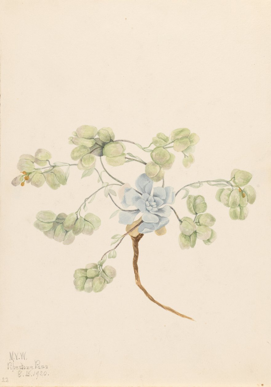 Cigarrinha dupla (Physaria didymocarpa) de Mary Vaux Walcott
