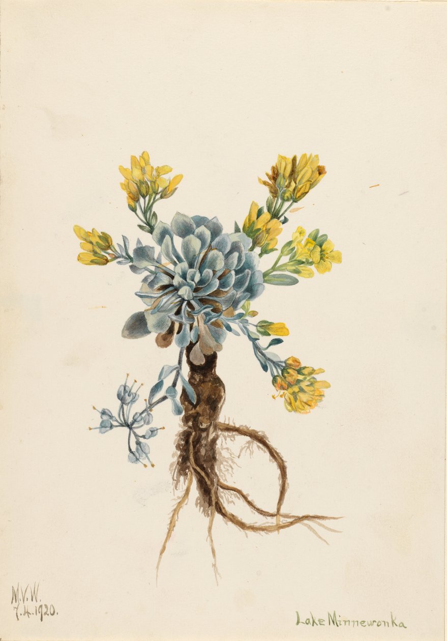 Cigarrinha dupla (Physaria didymocarpa) de Mary Vaux Walcott