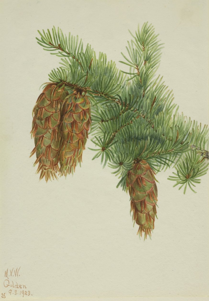 Douglas Fir Pseudotsuga mucronata, 1923. de Mary Vaux Walcott