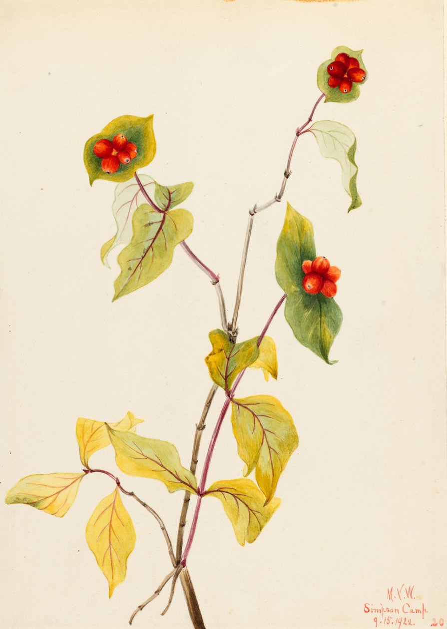 Madressilva de Douglas (Lonicera glaucescens) de Mary Vaux Walcott