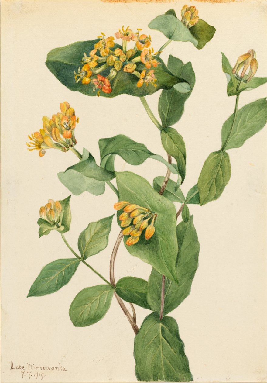 Madressilva de Douglas (Lonicera glaucescens) de Mary Vaux Walcott