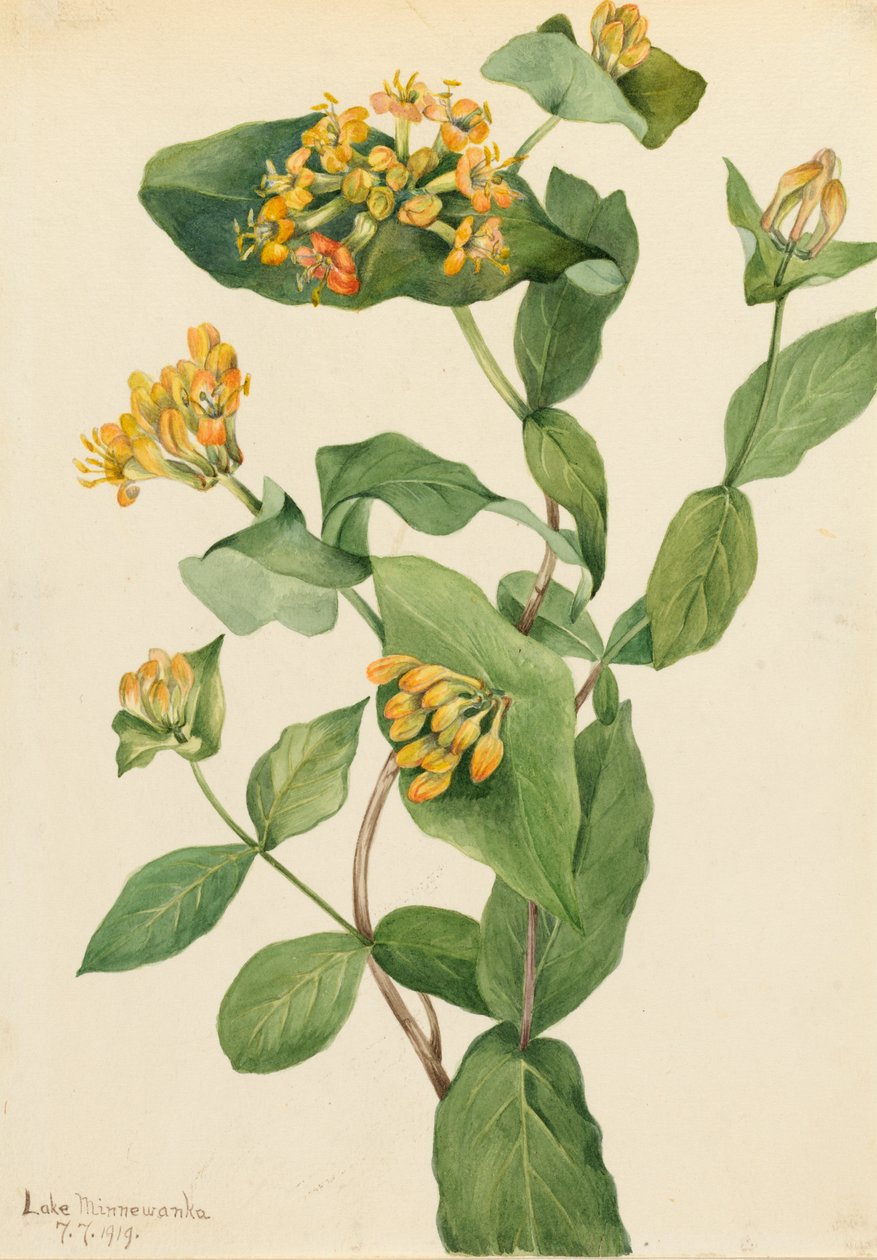 Douglas Honeysuckle Lonicera glaucescens, 1919. de Mary Vaux Walcott