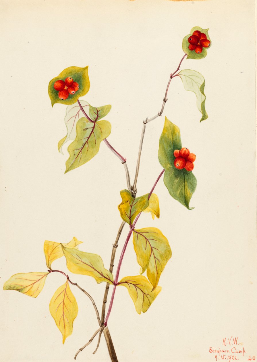 Douglas Honeysuckle Lonicera glaucescens, 1922. de Mary Vaux Walcott