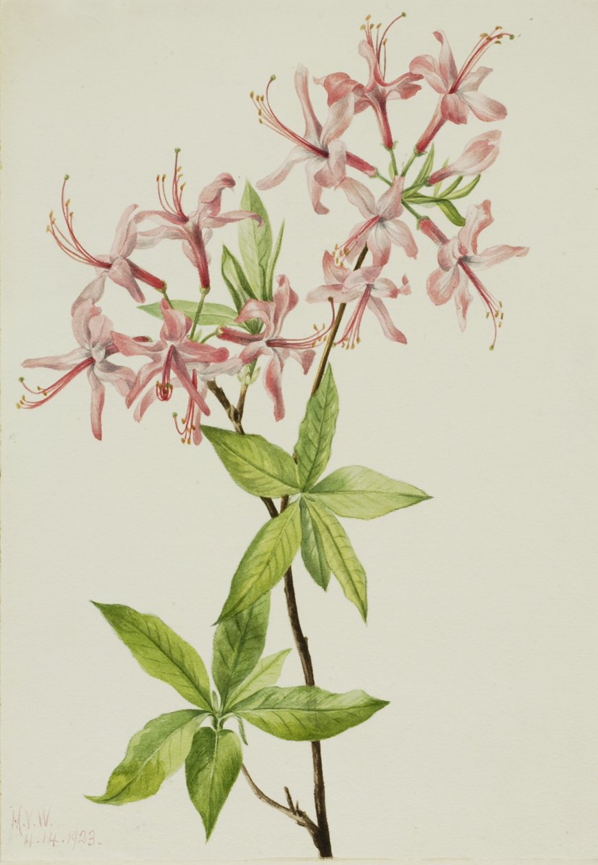 Florescimento do pinheiro-manso (Azalea rosea) de Mary Vaux Walcott