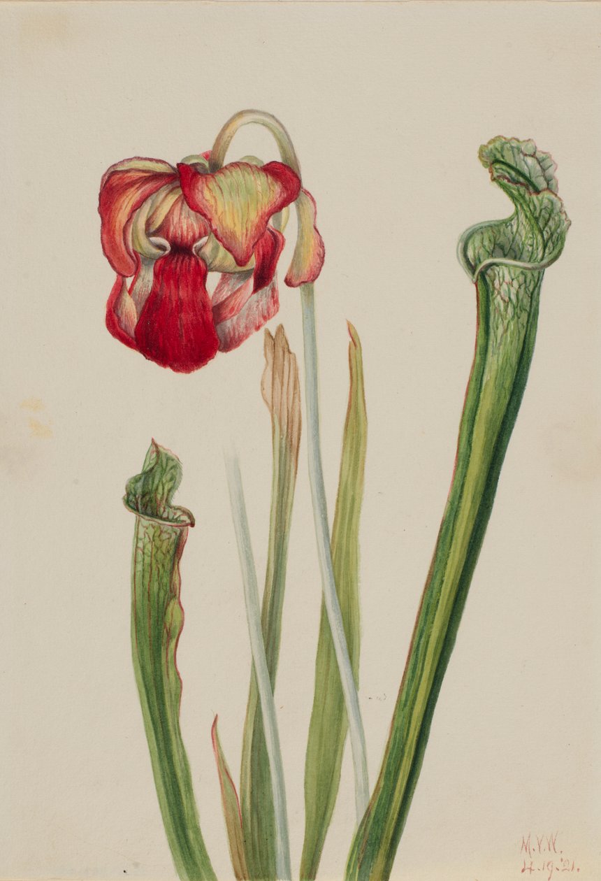 Planta de jarro Drummond (Sarracenia drummondii) de Mary Vaux Walcott