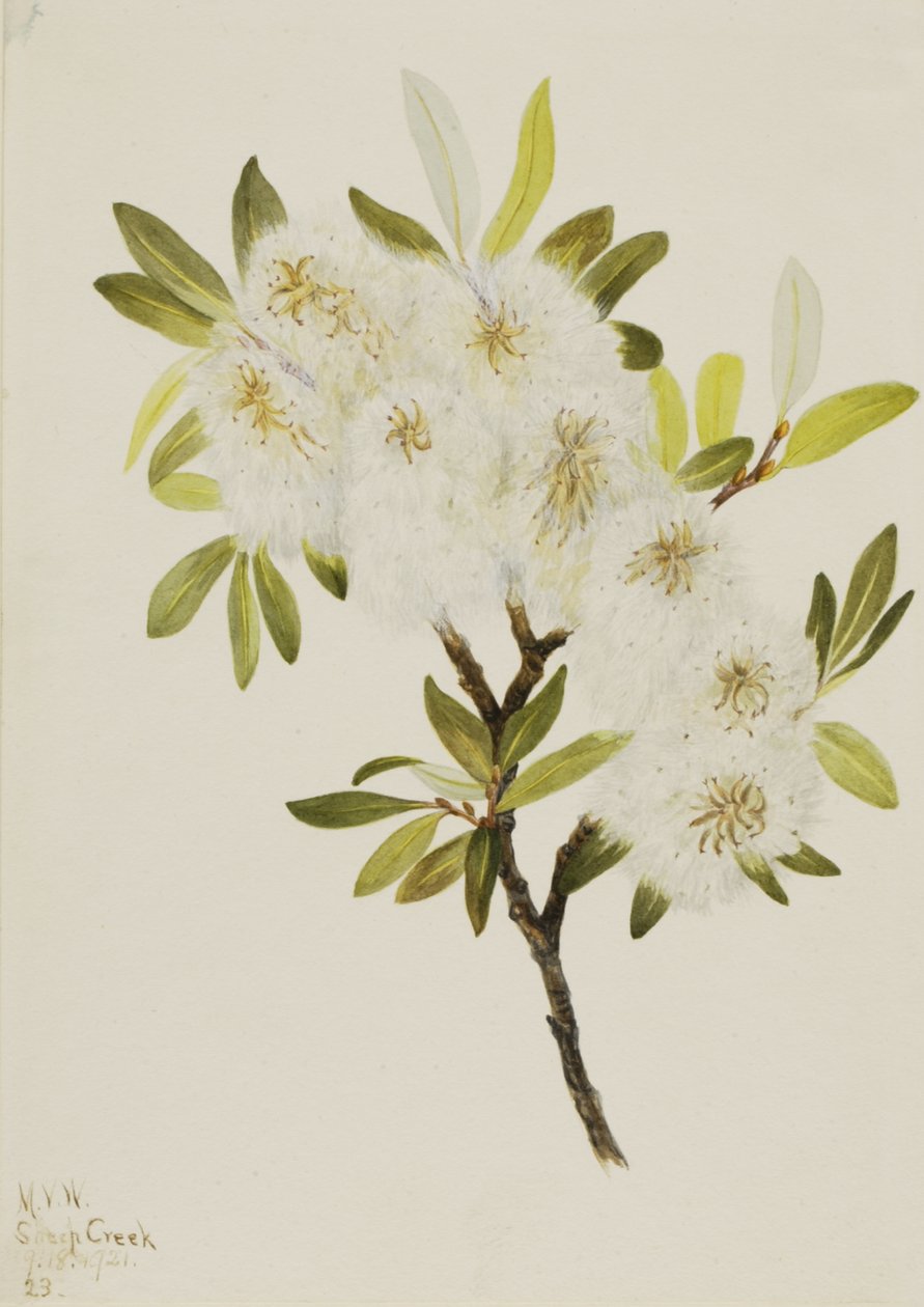 Drummond Willow Salix drummondiana, 1921. de Mary Vaux Walcott