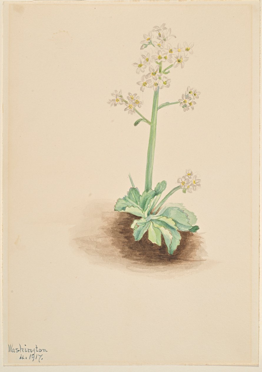Saxifrage precoce (Saxifraga virginiensis) de Mary Vaux Walcott