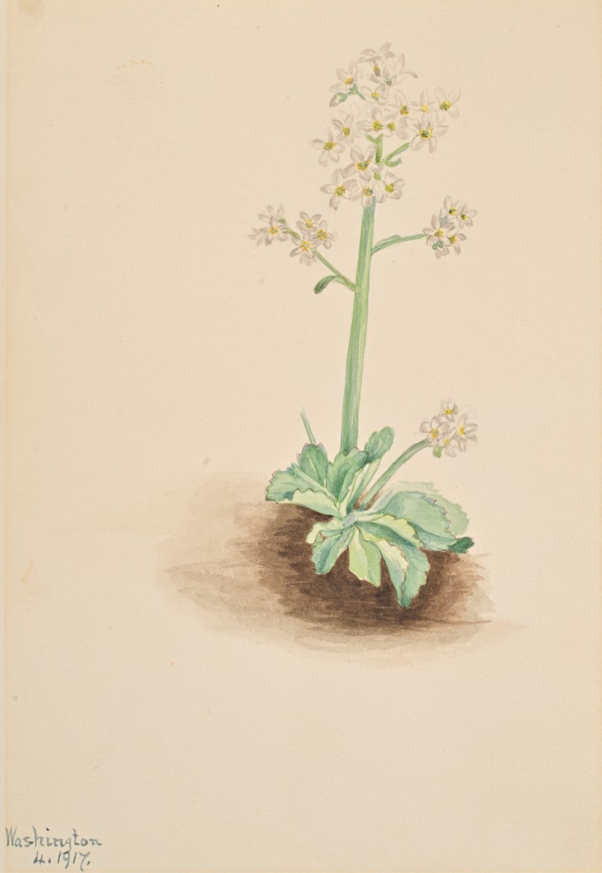 Saxifrage precoce Saxifraga virginiensis, 1917. de Mary Vaux Walcott
