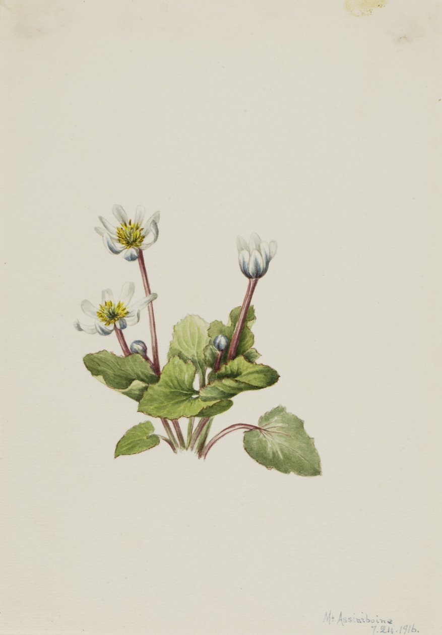 Escorpião (Caltha leptosepala) de Mary Vaux Walcott