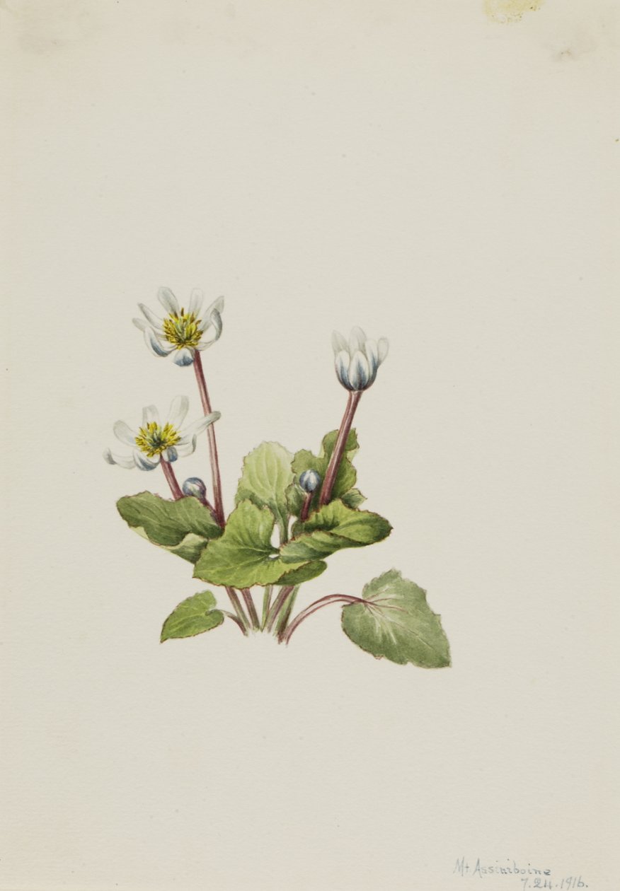 Elkslip Caltha leptosepala, 1916. de Mary Vaux Walcott