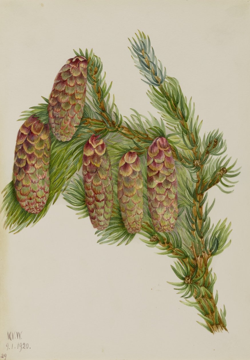 Abeto de Engelmann (Picea engelmanni) de Mary Vaux Walcott