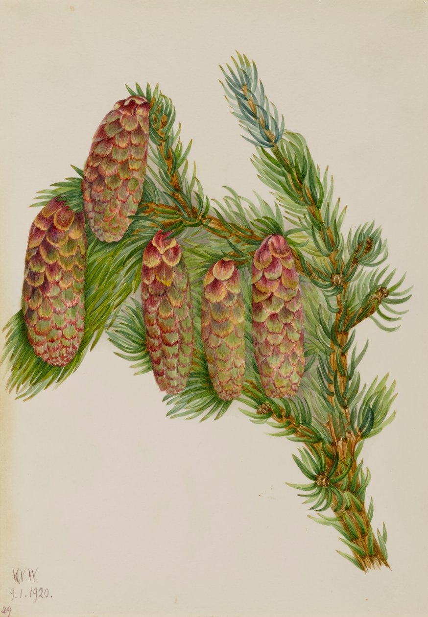 Engelmann Spruce Picea engelmanni, 1920. de Mary Vaux Walcott