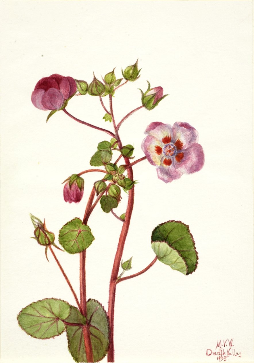 Eremalche rotundifolia, 1935. de Mary Vaux Walcott