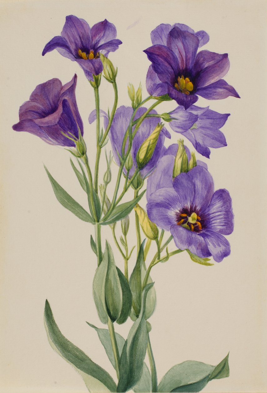 Eustoma russelianum, ca. início da década de 1930. de Mary Vaux Walcott