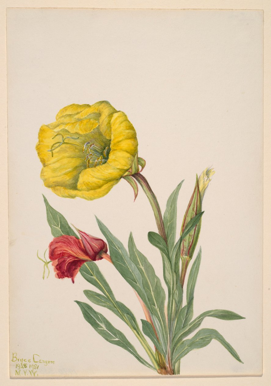 Prímula da noite (Oenothera howardi) de Mary Vaux Walcott