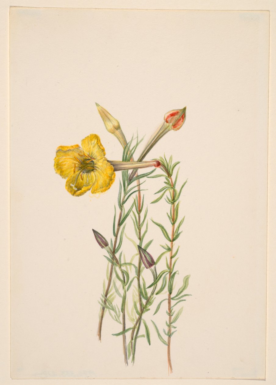 Prímula da noite (Oenothera lavandalaefolia) de Mary Vaux Walcott