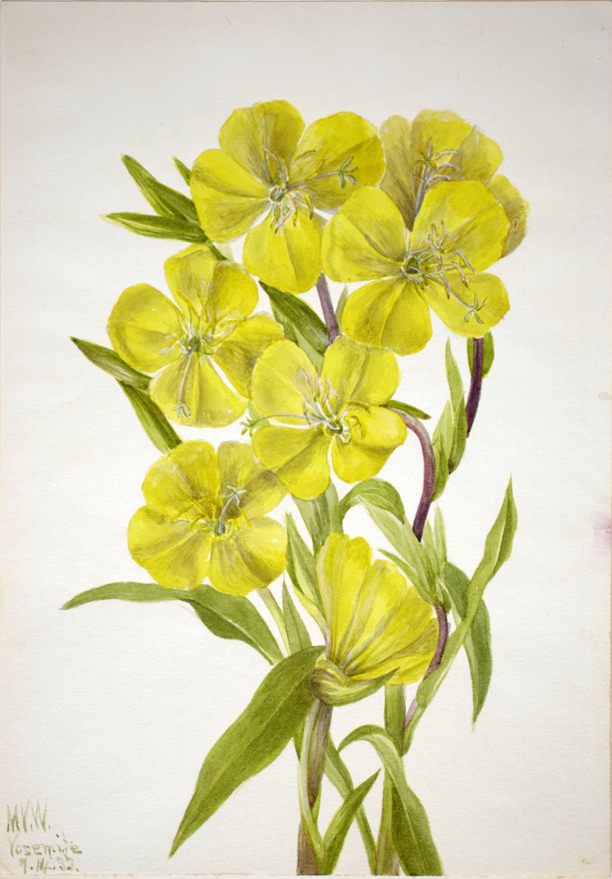 Noite de Primrose Oenothera, 1933. de Mary Vaux Walcott