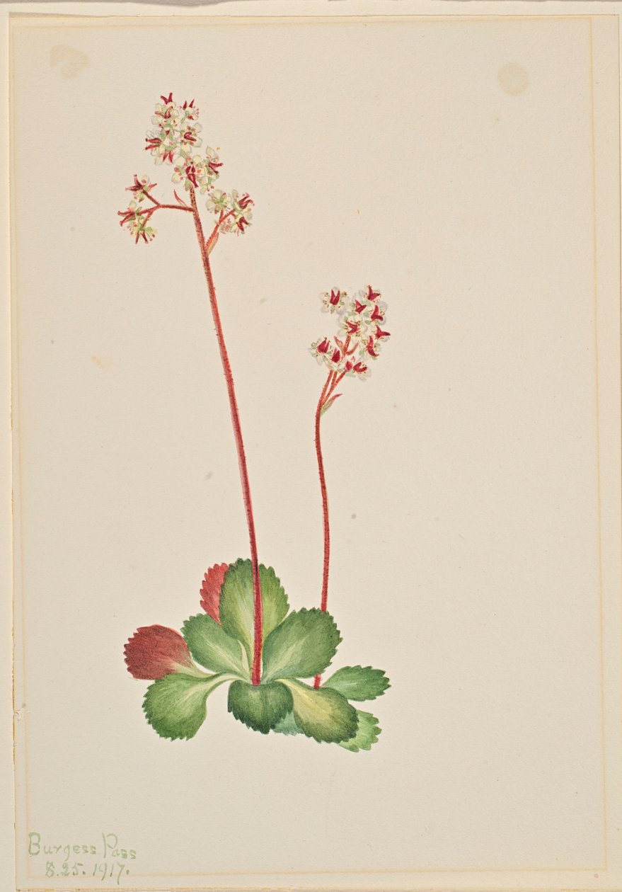 Saxifrage perene (Leptarrhena pyrolifolia) de Mary Vaux Walcott