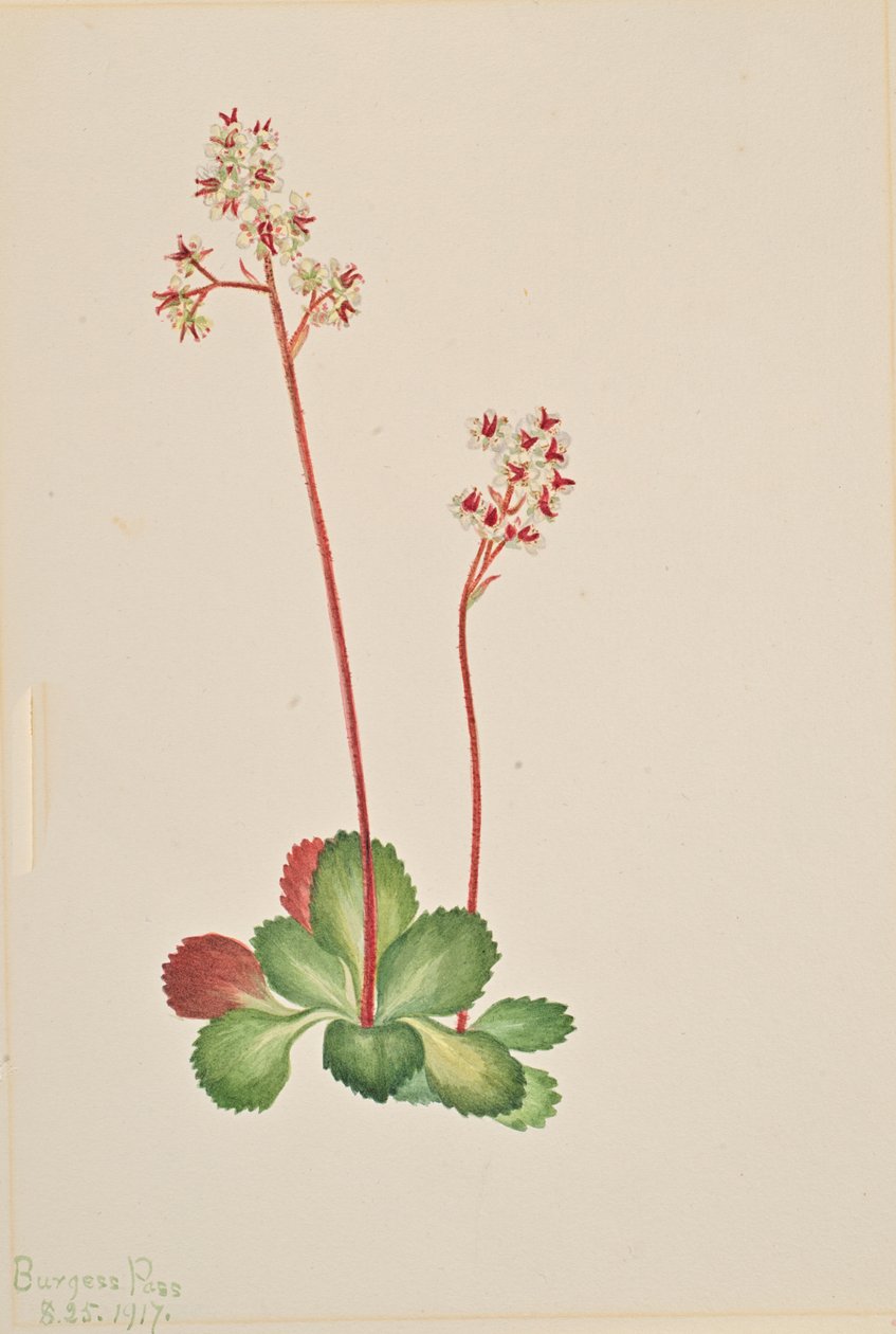 Evergreen Saxifrage Leptarrhena pyrolifolia, 1917. de Mary Vaux Walcott