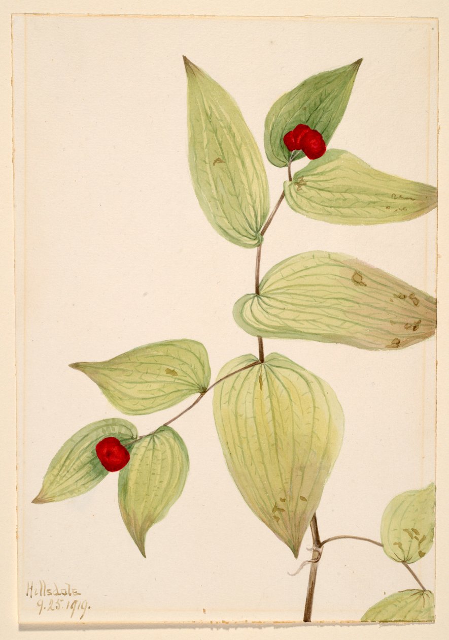Campainhas (Disporum trachycarpum) de Mary Vaux Walcott