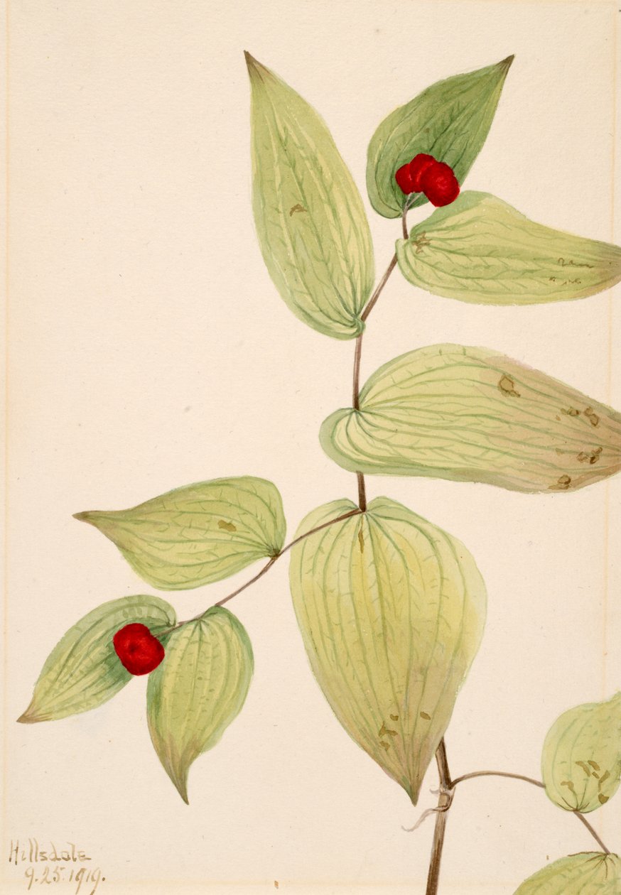 Trachycarpum Disporum Fairy-Bells Disporum, 1919. de Mary Vaux Walcott