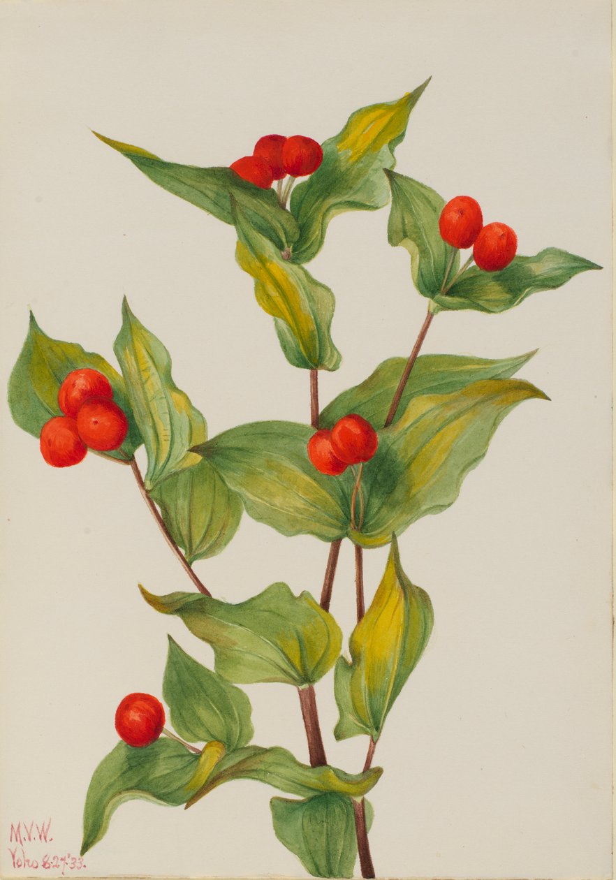 Campainhas (Disporum hookeri) de Mary Vaux Walcott