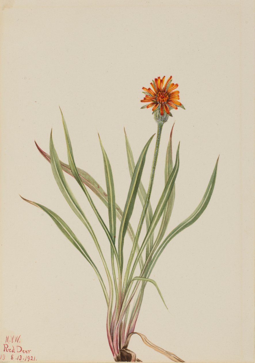 Falso dente-de-leão (Agoseris aurantiaca) de Mary Vaux Walcott