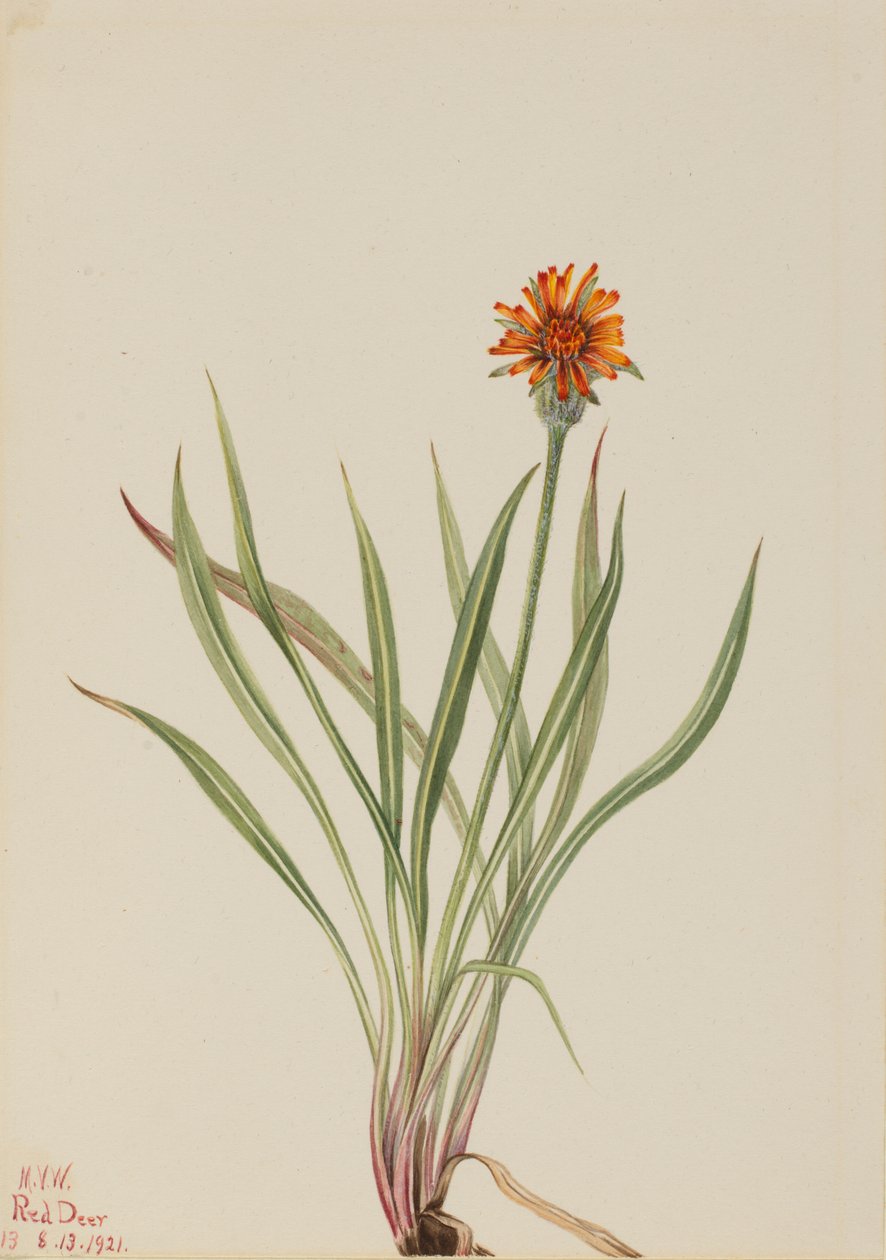 Falso Dente-de-leão Agoseris aurantiaca, 1921. de Mary Vaux Walcott
