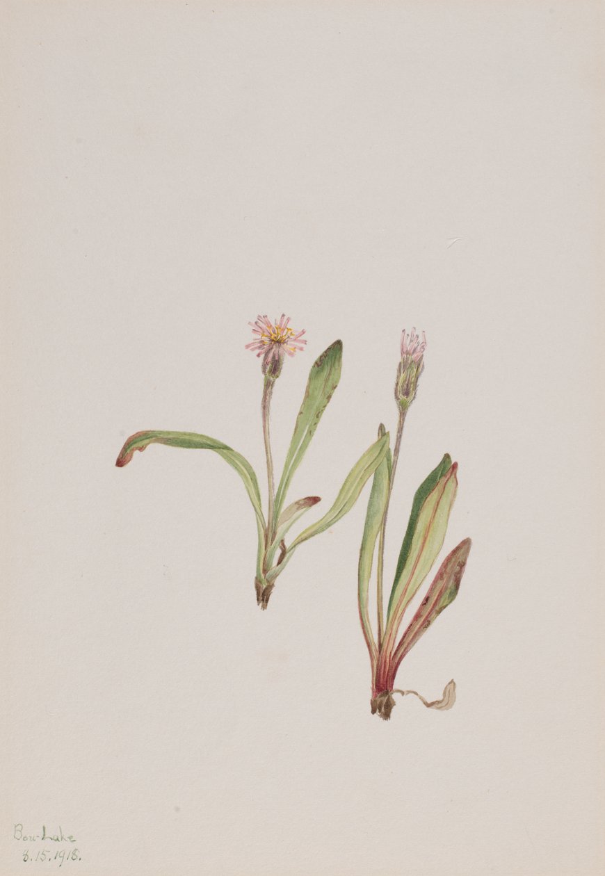 Falso Dente-de-leão Agoseris carnea, 1918. de Mary Vaux Walcott