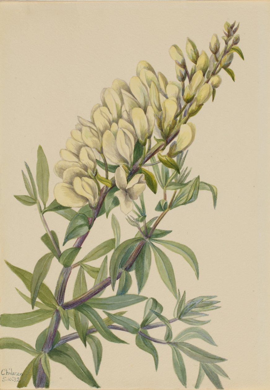Índigo falso (Batista bructeata) de Mary Vaux Walcott