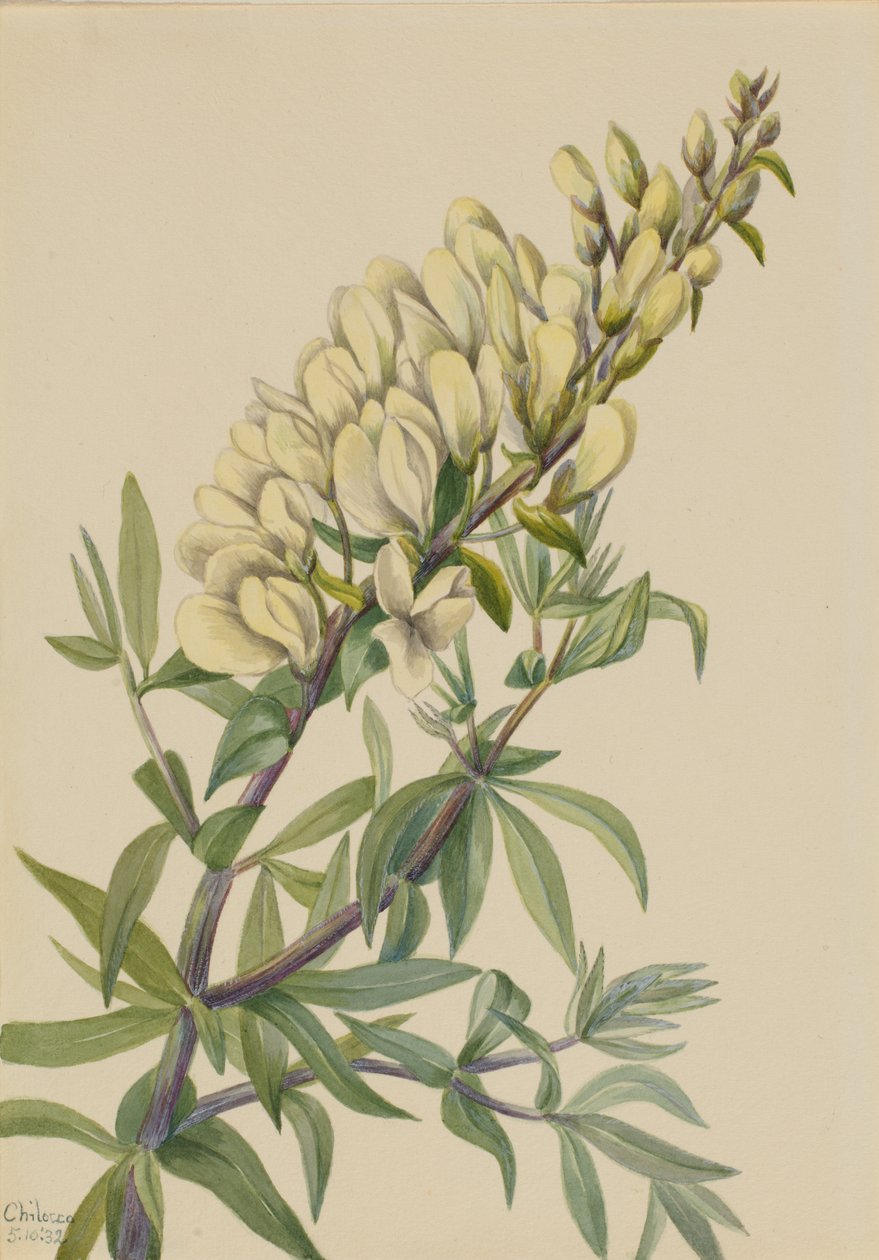 Falso índigo Baptista bructeata, 1932. de Mary Vaux Walcott