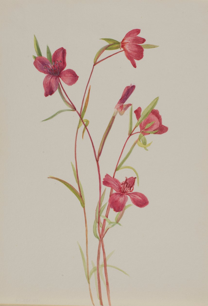 Adeus à primavera (Godetia amoena lilja) de Mary Vaux Walcott