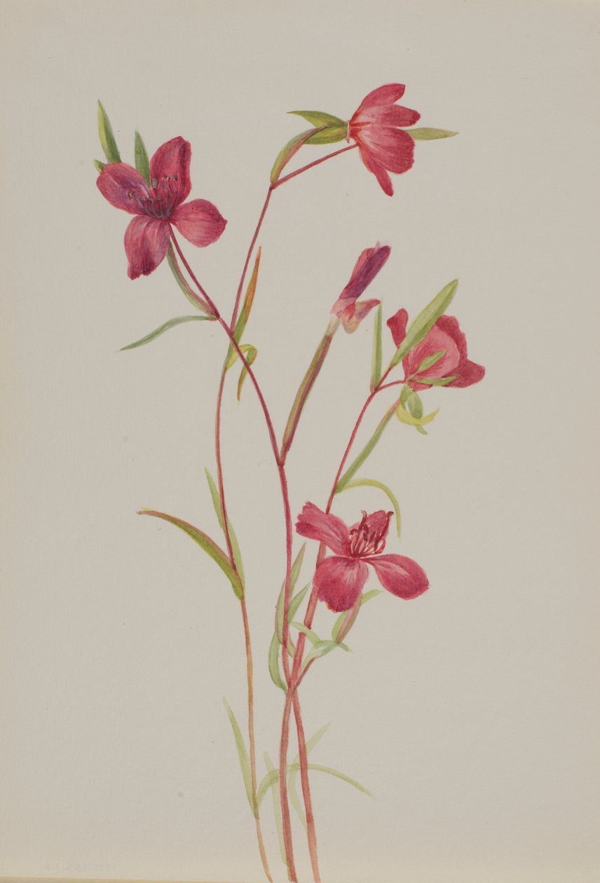 Adeus à Primavera Godetia amoena lilja, ca. 1930s. de Mary Vaux Walcott