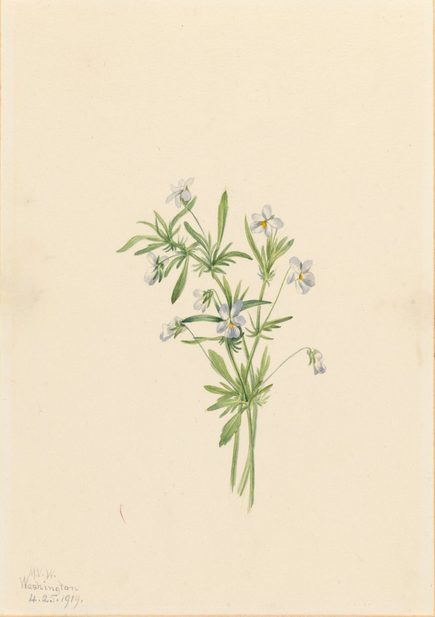 Violeta do campo (Viola rafinesquii) de Mary Vaux Walcott