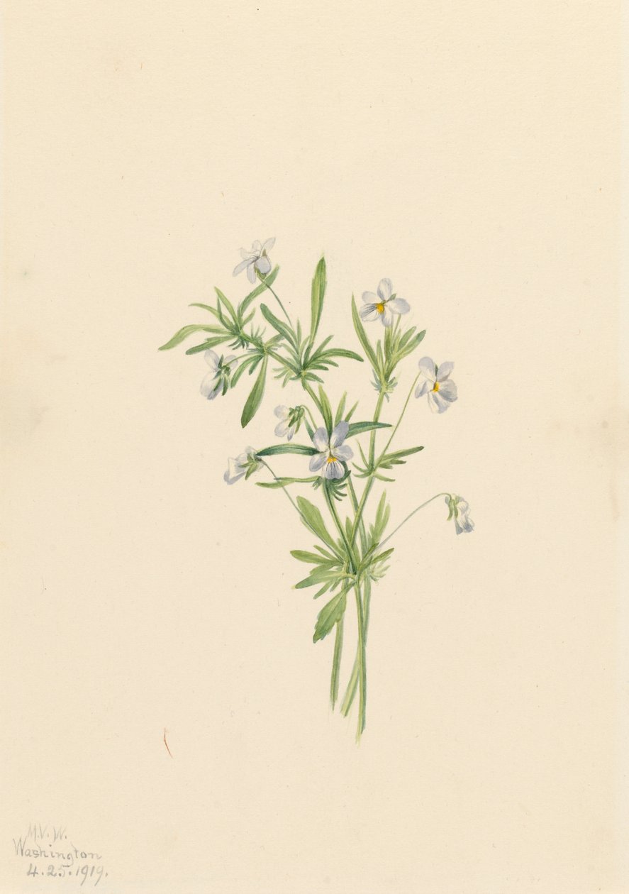 Campo Violet Viola rafinesquii, 1919. de Mary Vaux Walcott