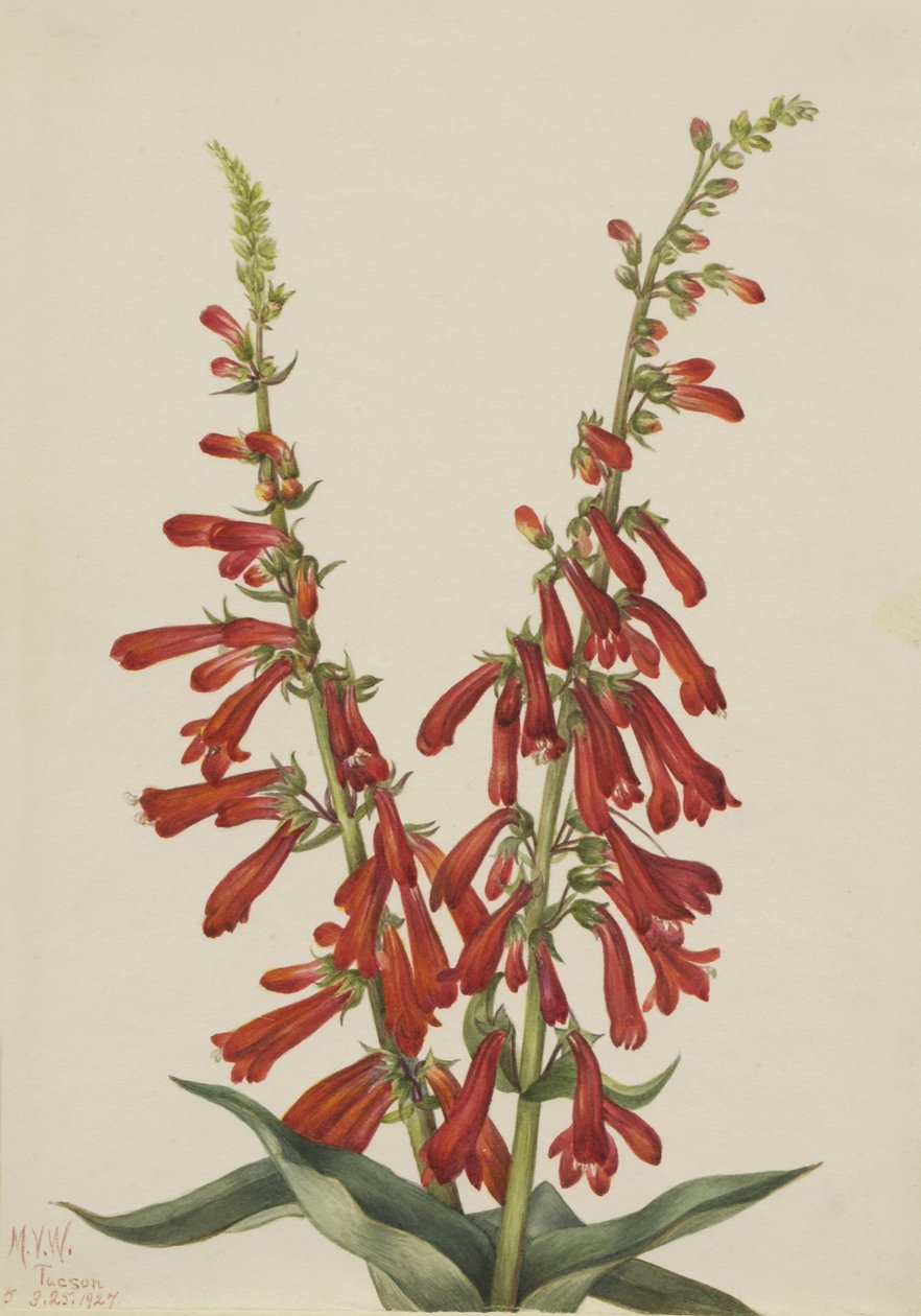Pentstemon de fogo (Pentstemon eatonii) de Mary Vaux Walcott