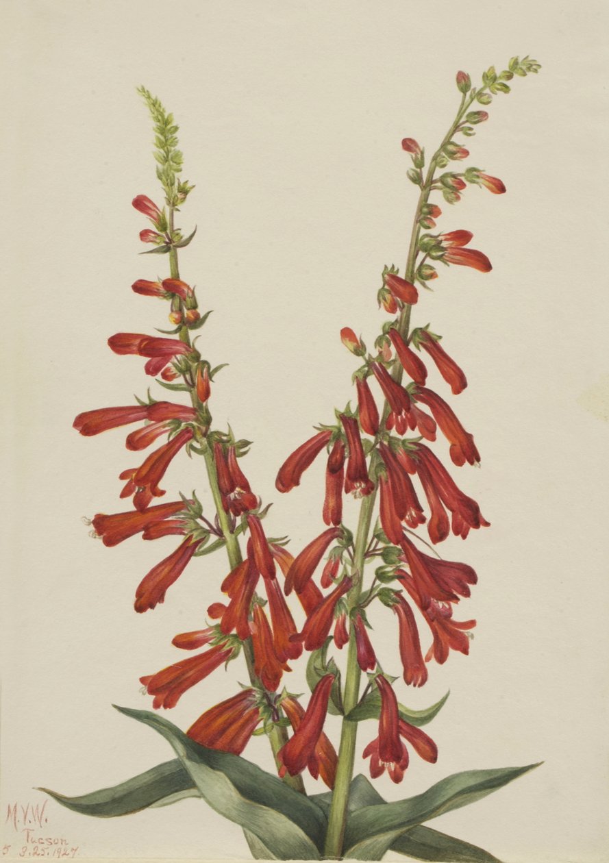 Fire Pentstemon Pentstemon eatonii, 1927. de Mary Vaux Walcott