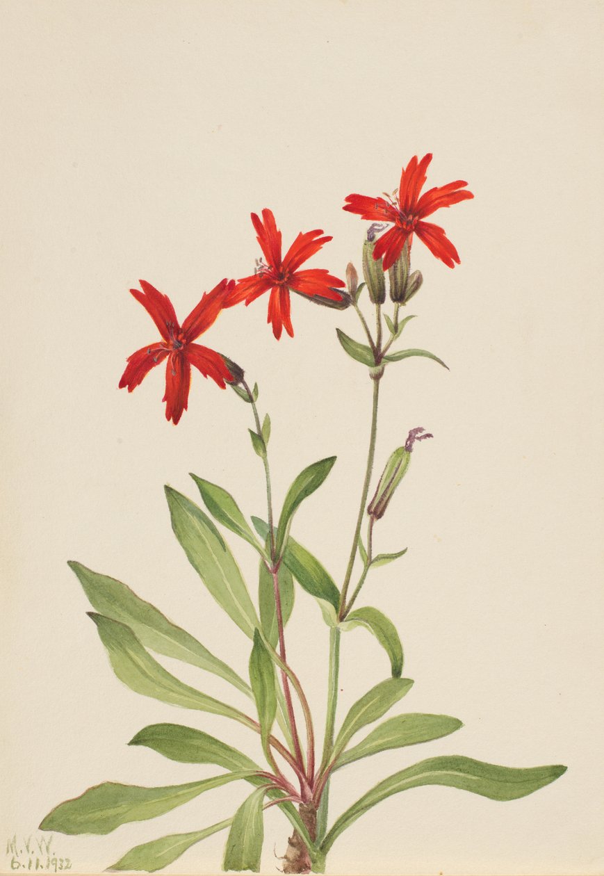 Fire Pink Silene virginica, 1932. de Mary Vaux Walcott