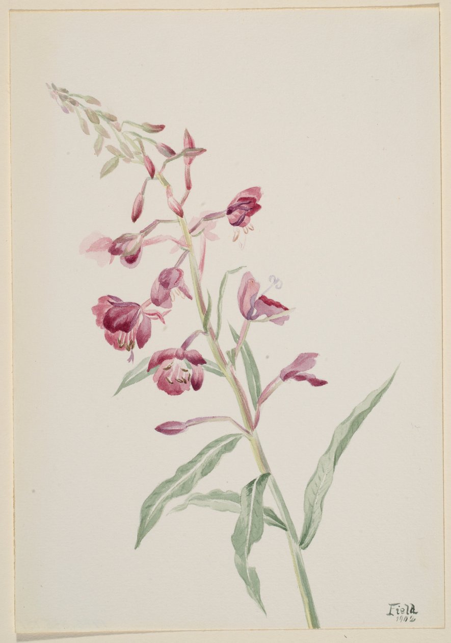 Erva-de-fogo (Epilobium angustifolium) de Mary Vaux Walcott
